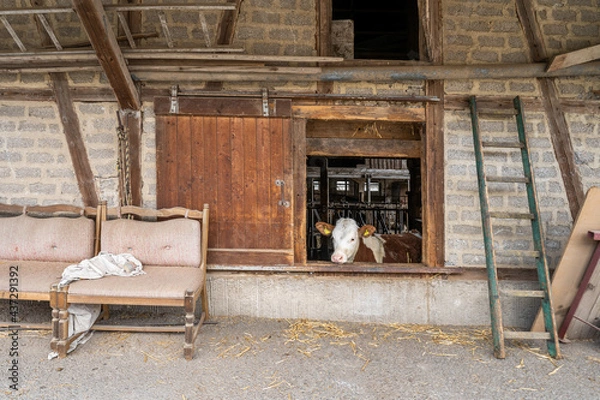 Obraz cow looking out cowshed of farm