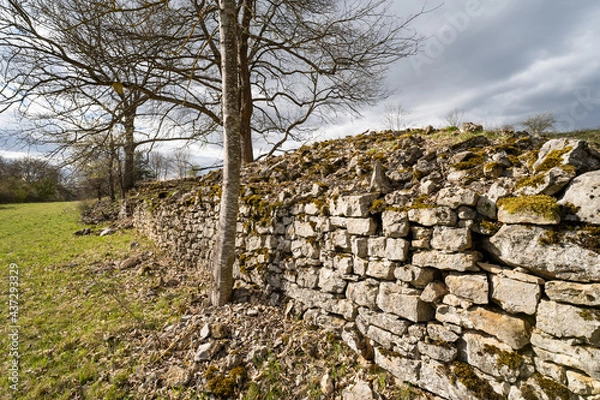 Obraz grunge stone wall and trees