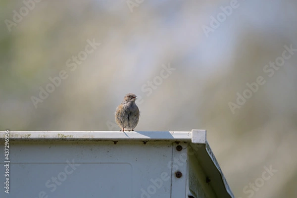 Obraz Kleiner junger Sperling
