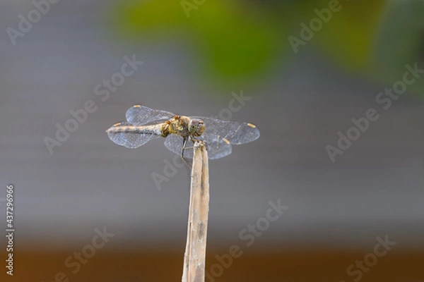 Obraz Schöne Libelle