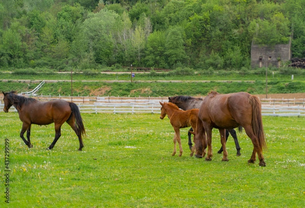 Obraz horses in the meadow