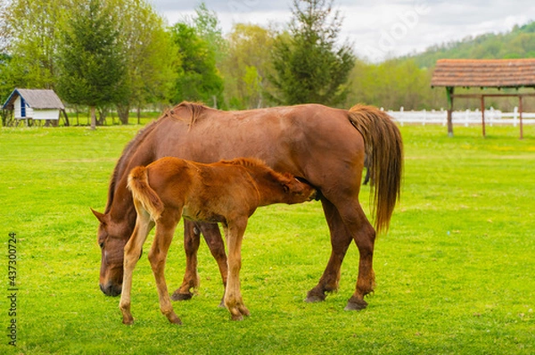Obraz horses in a field
