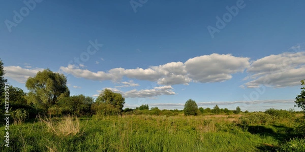 Fototapeta A summer walk through the forest, a beautiful panorama.