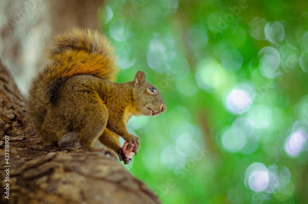 Obraz Wild Squirrel Eating