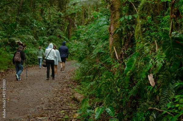 Obraz Walk in the forest