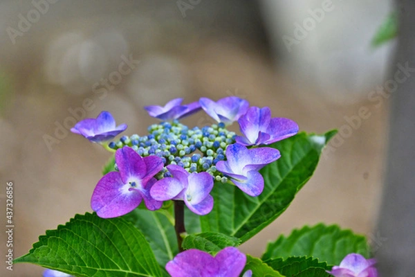 Obraz 紫色のガクアジサイの花