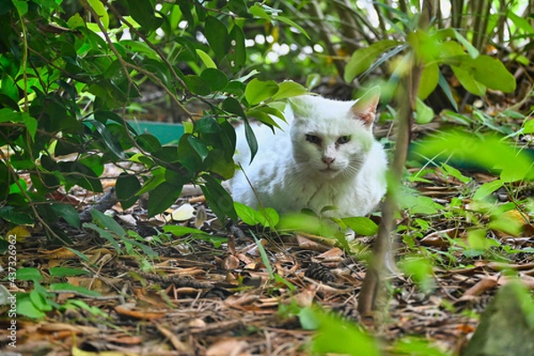 Fototapeta 木陰でお昼寝の白猫