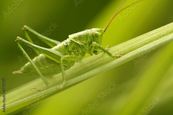 Obraz Grünes Heupferd