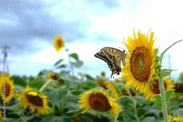 Obraz 向日葵とアゲハ蝶