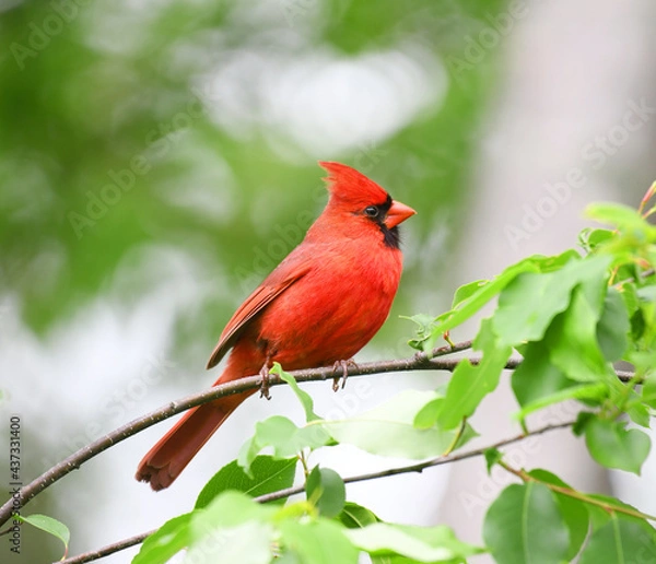 Fototapeta red cardinals standing on the spring green tree branch