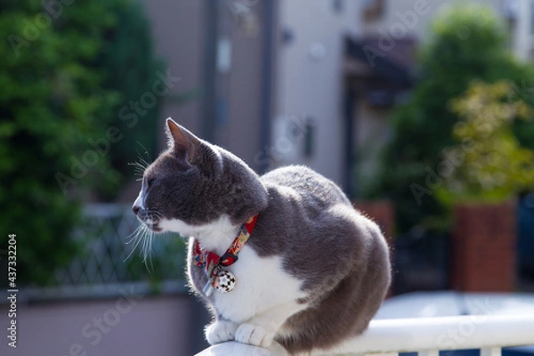 Obraz グレーの猫