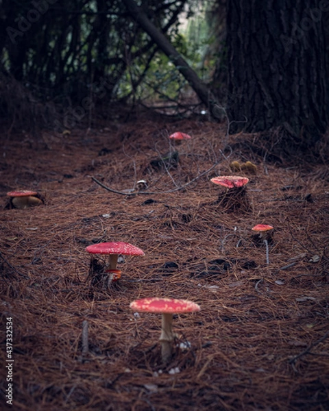 Obraz hongos en el Bosque