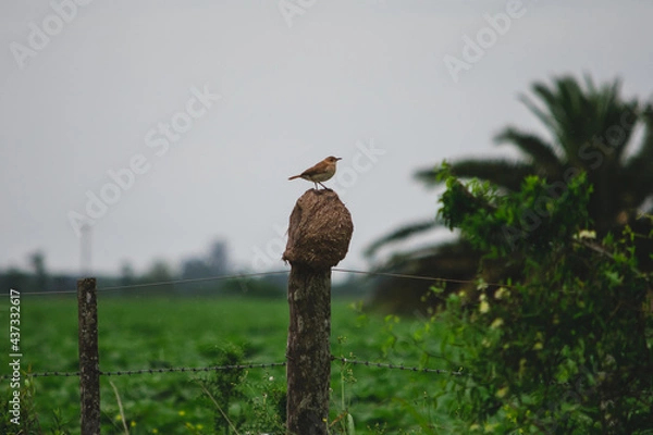Fototapeta Hornero bird, typical Argentine bird, standing on its mud nest, in the rain on a fence in the field