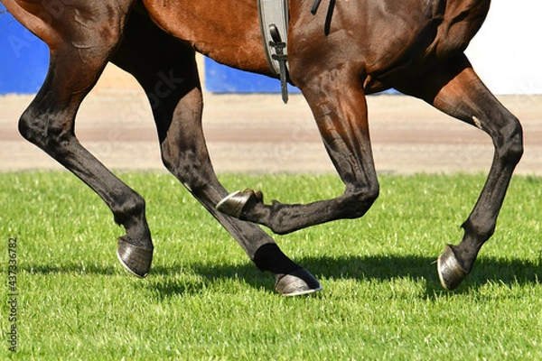 Obraz Horse racing action