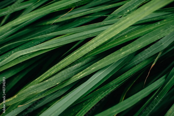 Fototapeta Closeup view of green leaves (Lemongrass) background. Flat lay, dark nature concept, tropical leaf.