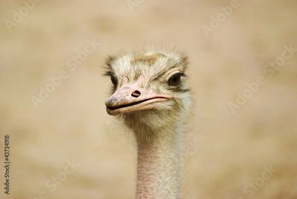 Fototapeta Straußenkopf