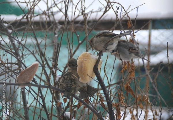 Obraz Воробьи