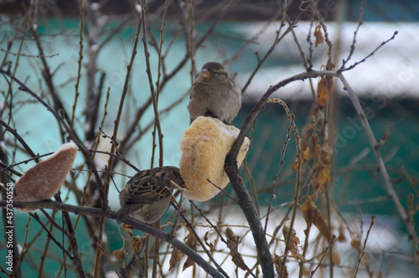 Obraz Воробьи