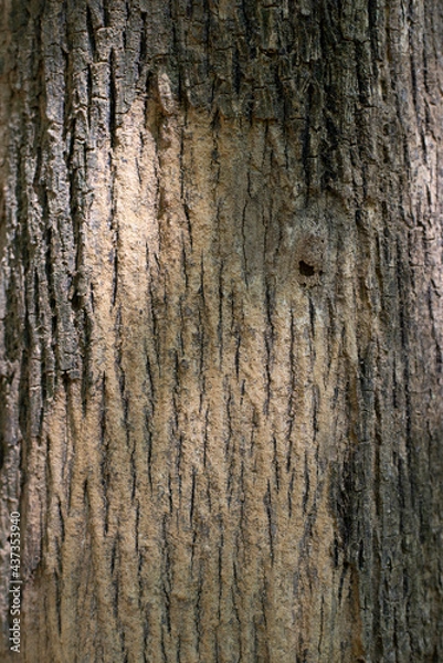 Fototapeta The texture of the wood is unique.