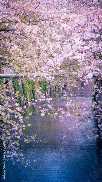 Fototapeta 目黒川と桜