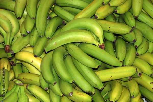 Obraz PLÁTANOS DE CANARIAS