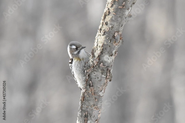 Obraz 北海道の冬、餌を探すエゾコゲラ