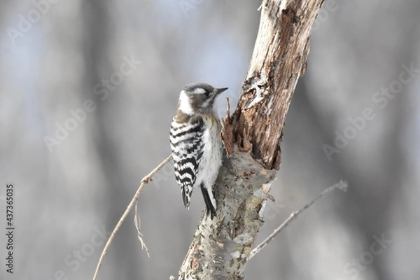 Obraz 北海道の冬、餌を探すエゾコゲラ