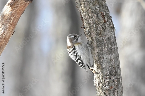 Obraz 北海道の冬、餌を探すエゾコゲラ