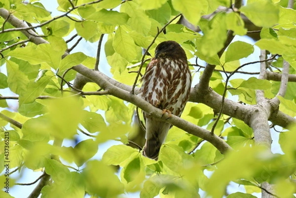 Obraz 北海道の春の昼間、樹上で休むアオバズク