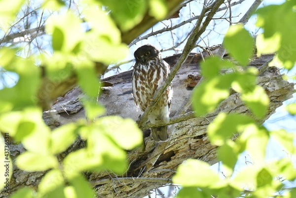 Obraz 北海道の春の昼間、樹上で休むアオバズク
