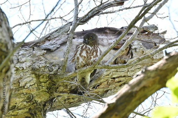 Obraz 北海道の春の昼間、樹上で休むアオバズク
