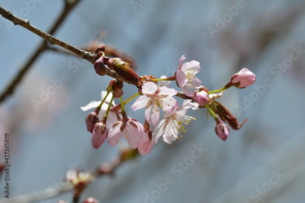 Obraz 北海道の春、一斉に咲き誇るエゾヤマザクラ