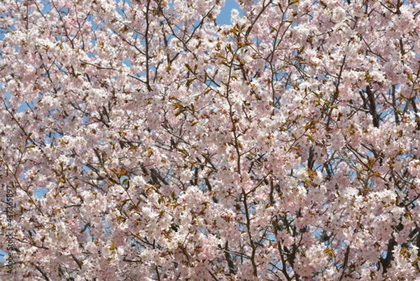 Obraz 北海道の春、一斉に咲き誇るエゾヤマザクラ