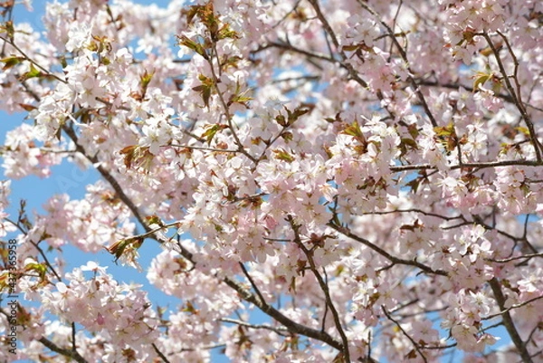 Fototapeta 北海道の春、一斉に咲き誇るエゾヤマザクラ