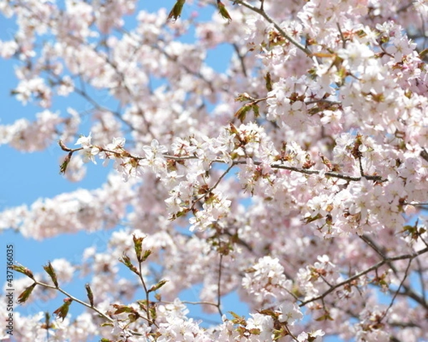 Obraz 北海道の春、一斉に咲き誇るエゾヤマザクラ