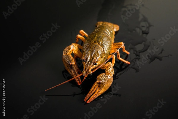 Obraz crayfish on the ground