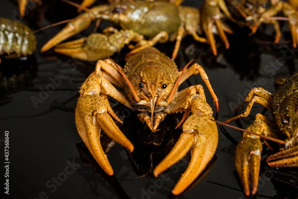 Obraz lobster on a board