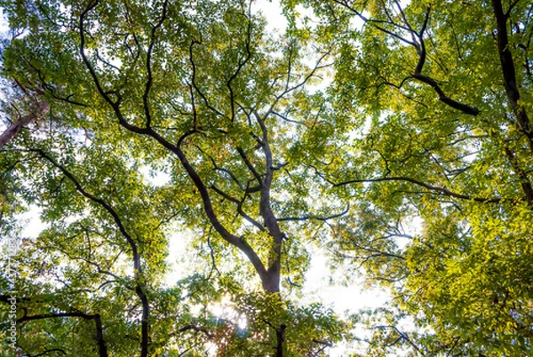 Obraz Trees in forest