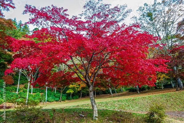 Obraz 紅葉, もみじ