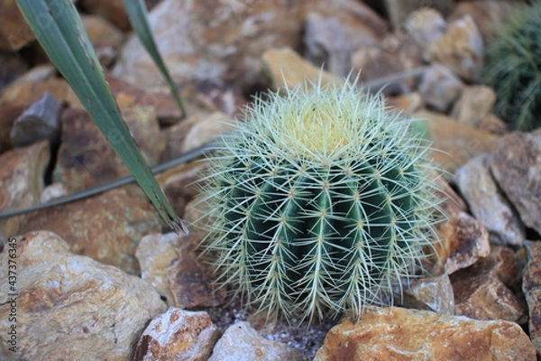 Obraz cactus in the garden