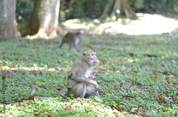 Fototapeta monkey bring her kid or baby while finding a food