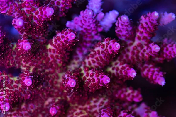 Obraz Beautiful coral in reef aquarium tank. Macro shot. Selective focus.