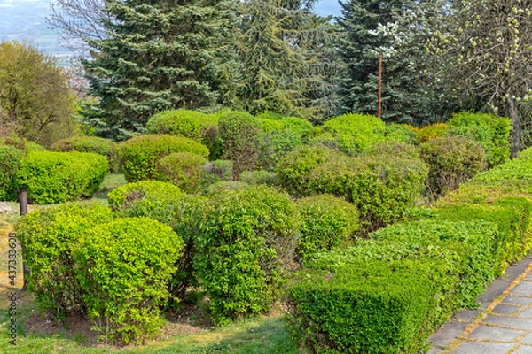 Fototapeta Bush in Park