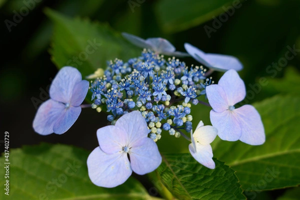 Obraz Hydrangea flower (light purple)