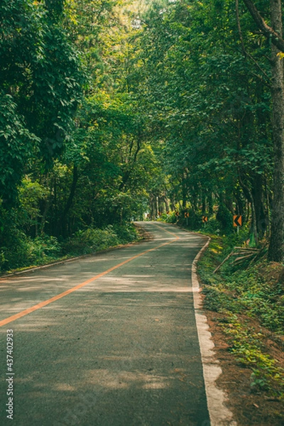 Fototapeta Road with green forest nature on both sides and bright sunlight