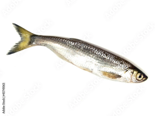 Obraz ablet (Alburnus alburnus)