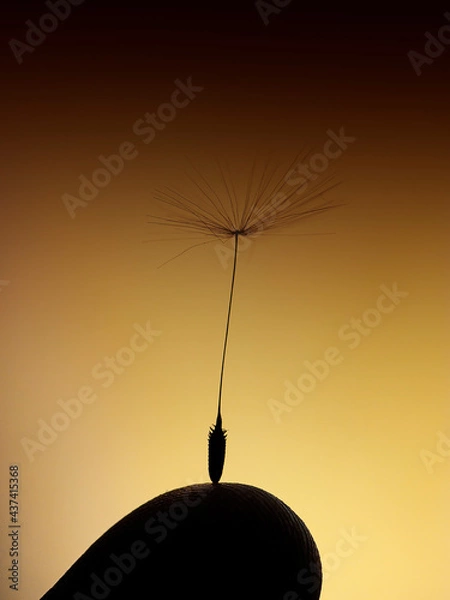 Obraz Macro photography of an isolated dandelion flower's seed on a tip of human finger against brown gradient background