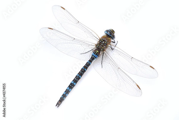 Obraz ważka
