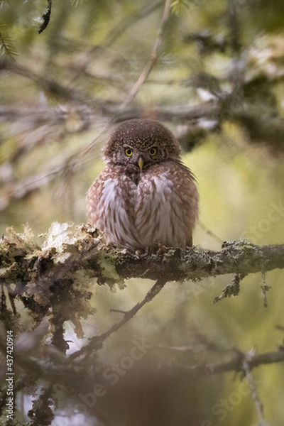 Fototapeta chevechette d'Europe