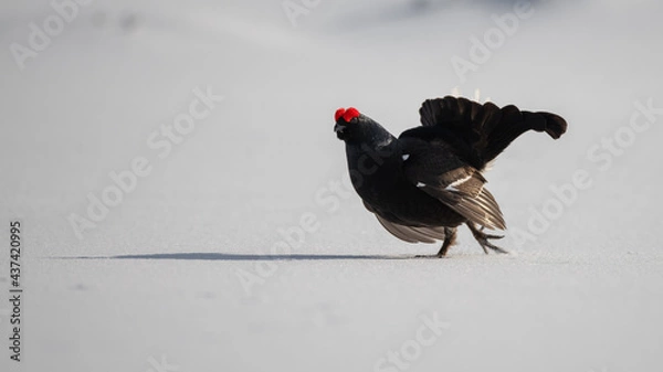 Fototapeta Tétra Lyre